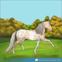Horse Color:Gray Silver Amber Cream Champagne Roan Dun Splash Tobiano Frame Appaloosa Rabicano 