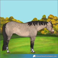 Horse Color:Brown Dun  and Brown Dun Rabicano 