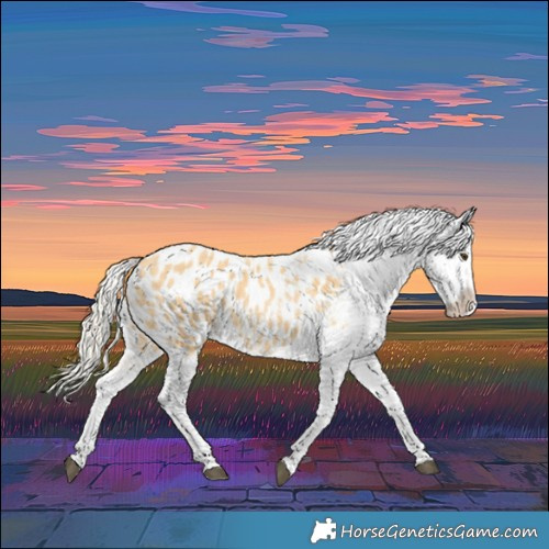 Horse Color:Palomino Blanket 
