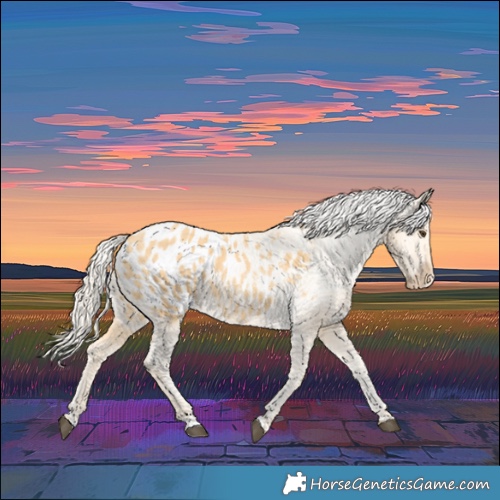 Horse Color:Palomino Appaloosa 