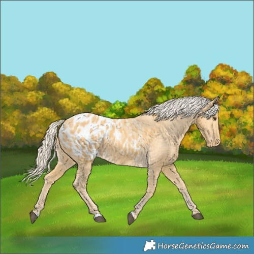 Horse Color:Palomino Appaloosa 