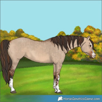 Horse Color:Red Dun  and Red Dun 