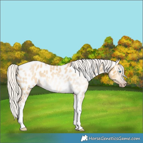 Horse Color:Gray Silver Amber Cream Champagne Roan Dun Splash Tobiano Frame Appaloosa Rabicano 