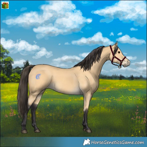 Horse Color:Buckskin 