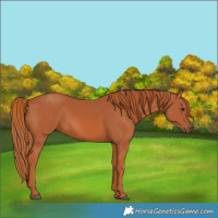 Horse Color:Chestnut 