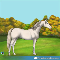 Horse Color:Perlino Rabicano 