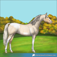 Horse Color:Gray Silver Amber Cream Champagne Roan Dun Splash Tobiano Frame Appaloosa Rabicano