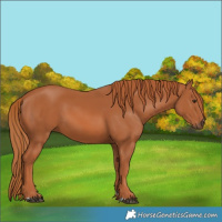 Horse Color:Chestnut 