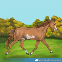 Horse Color:Chestnut Splash Frame