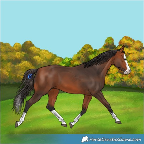 Horse Color:Bay Splash Frame 