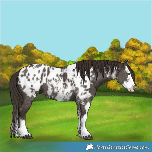 Horse Color:Liver Chestnut Sabino Splash Appaloosa  and Liver Chestnut Sabino Splash Appaloosa 