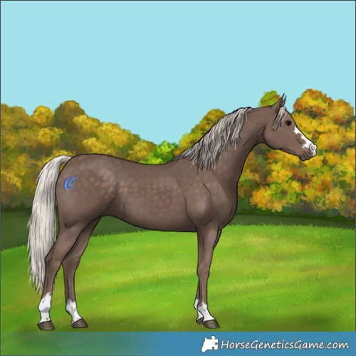 Horse Color:Silver Black 