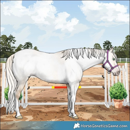 Horse Color:Gray Silver Amber Cream Champagne Roan Dun Splash Tobiano Frame Varnish Rabicano 