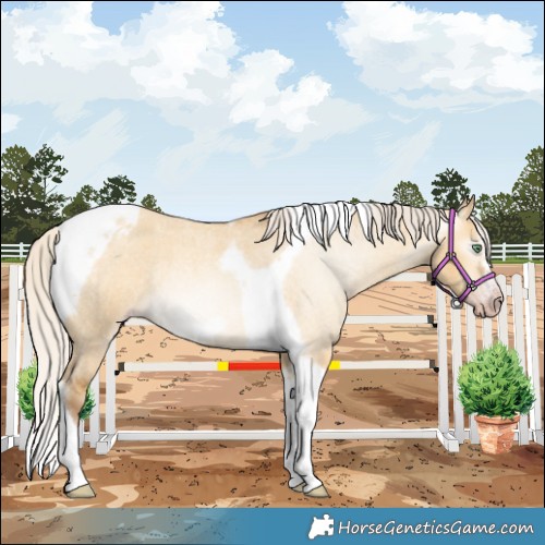 Horse Color:Gray Silver Amber Cream Champagne Roan Dun Splash Tobiano Frame Appaloosa Rabicano 
