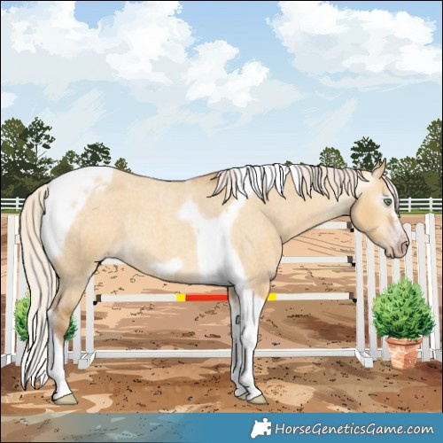 Horse Color:Gray Silver Amber Cream Champagne Roan Dun Splash Tobiano Frame Appaloosa Rabicano 