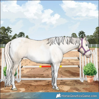 Horse Color:Gray Silver Amber Cream Champagne Roan Dun Splash Tobiano Frame Appaloosa Rabicano 
