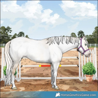Horse Color:Gray Silver Amber Cream Champagne Roan Dun Splash Tobiano Frame Varnish Rabicano 