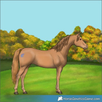 Horse Color:Chestnut Rabicano 
