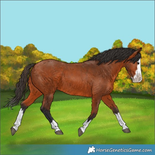 Horse Color:Bay Splash 