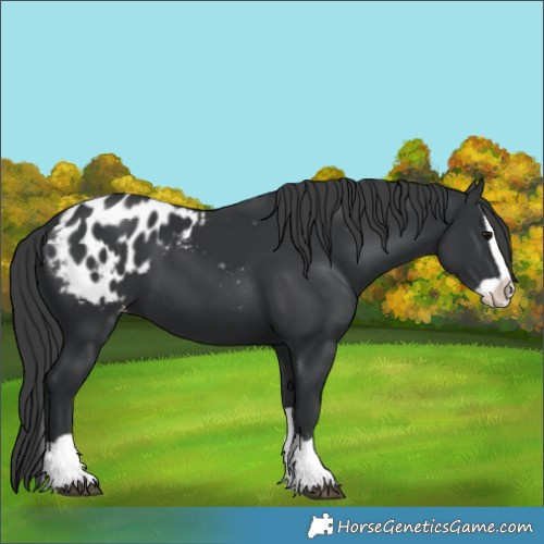 Horse Color:Black Splash Appaloosa 