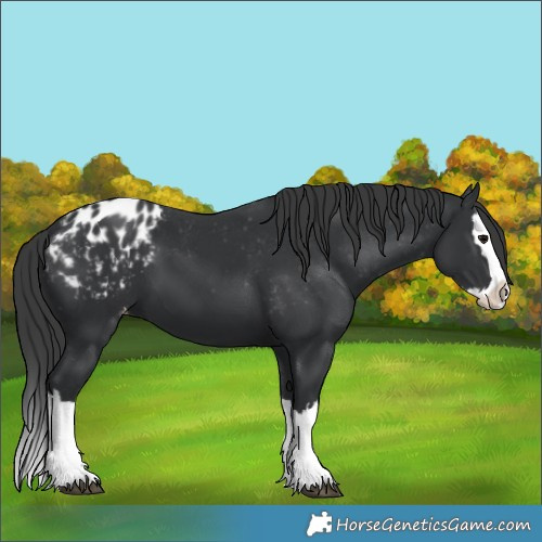 Horse Color:Black Splash Appaloosa 