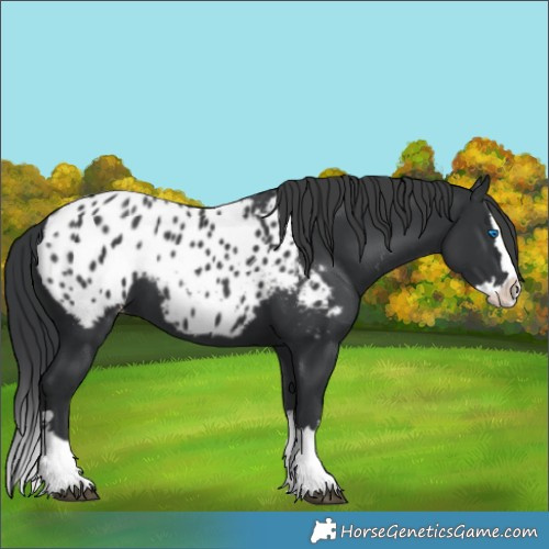 Horse Color:Black Splash Appaloosa 