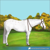 Horse Color:Bay Sabino