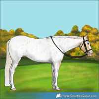 Horse Color:Gray Silver Amber Cream Champagne Roan Dun Splash Tobiano Frame Appaloosa Rabicano 