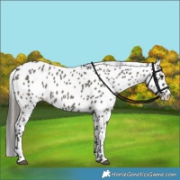 Horse Color:Grullo Appaloosa