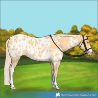 Horse Color:Palomino Appaloosa  and Palomino Appaloosa 