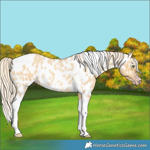 Horse Color:Gray Silver Amber Cream Champagne Roan Dun Splash Tobiano Frame Near Leopard Rabicano 