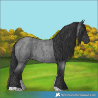 Horse Color:Blue Roan Tobiano 