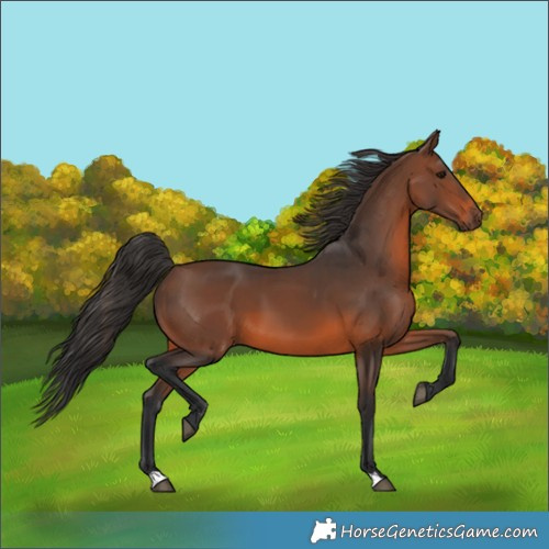 Horse Color:Brown 