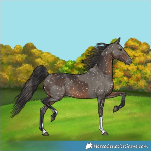 Horse Color:Brown Appaloosa  and Grullo Appaloosa 