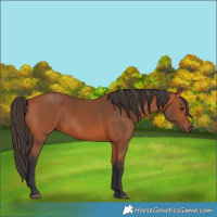 Horse Color:Bay 