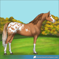 Horse Color:Chestnut Splash Appaloosa 