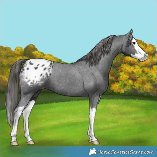 Horse Color:Black Splash Appaloosa 