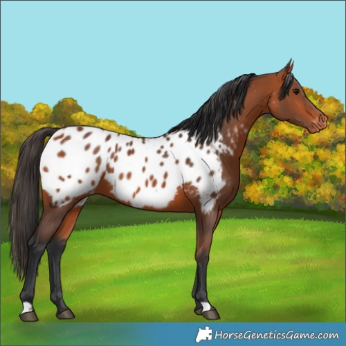 Horse Color:Bay Near Leopard