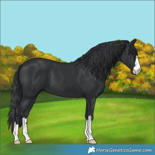 Horse Color:Black 