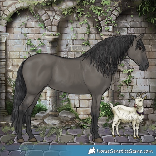 Horse Color:Grullo