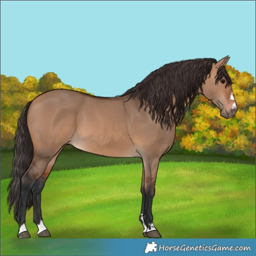 Horse Color:Bay Dun 