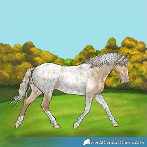 Horse Color:Gray Silver Amber Cream Champagne Roan Dun Splash Tobiano Frame Appaloosa Rabicano