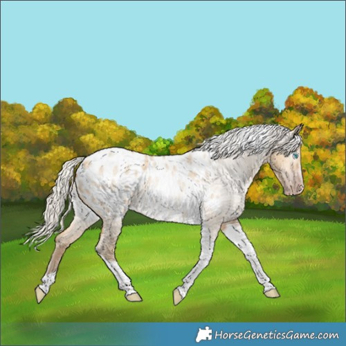 Horse Color:Gray Silver Amber Cream Champagne Roan Dun Splash Tobiano Frame Appaloosa Rabicano 