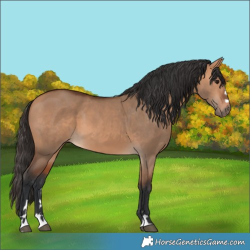 Horse Color:Bay Dun 