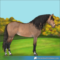 Horse Color:Bay Dun 