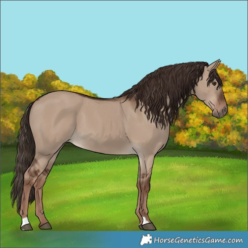Horse Color:Liver Red Dun 