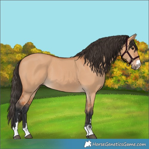 Horse Color:Bay Dun 
