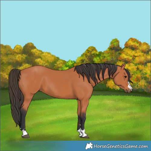 Horse Color:Bay 