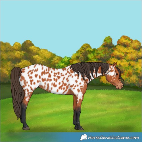 Horse Color:Bay Appaloosa 