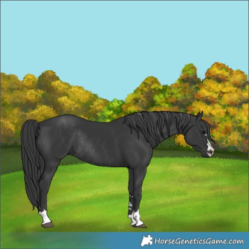 Horse Color:Black Rabicano 